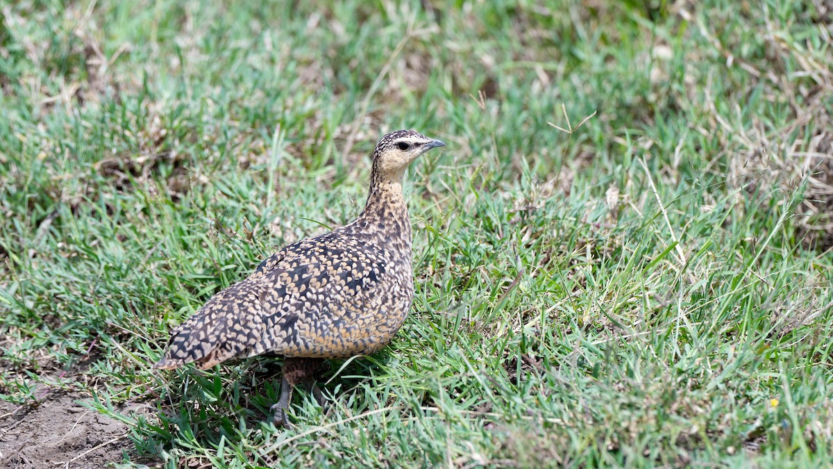 Yellow-throated Sandgrouse - ML636220454