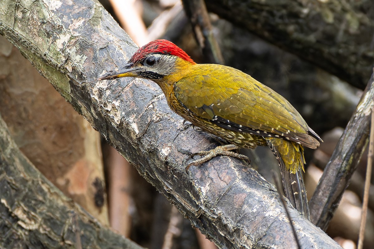 Streak-breasted Woodpecker - ML636220505