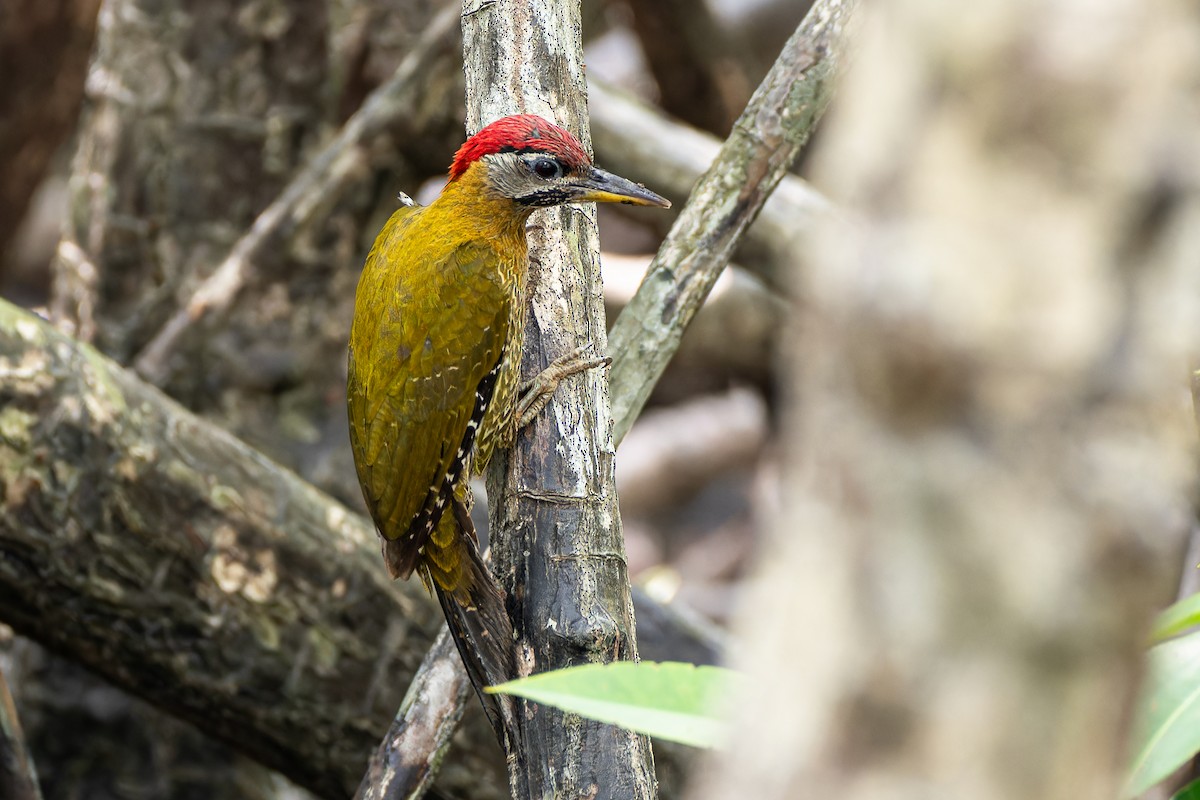Streak-breasted Woodpecker - ML636220506