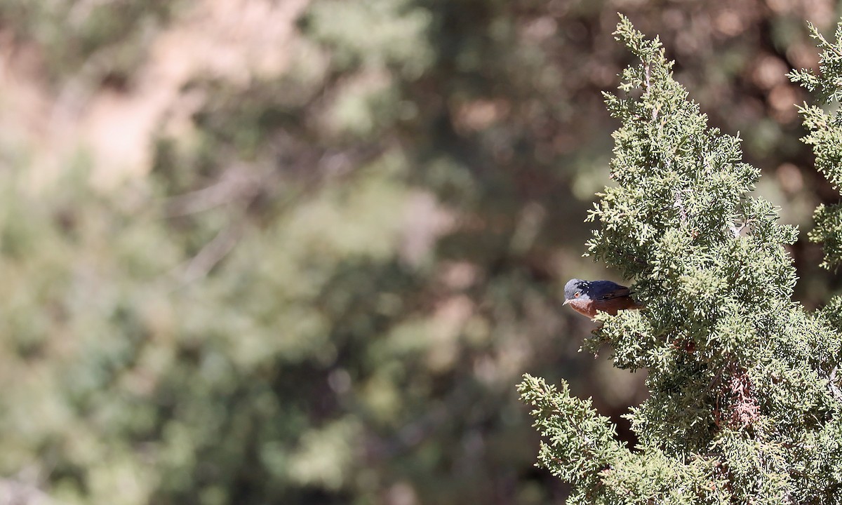 Tristram's Warbler - ML636220516