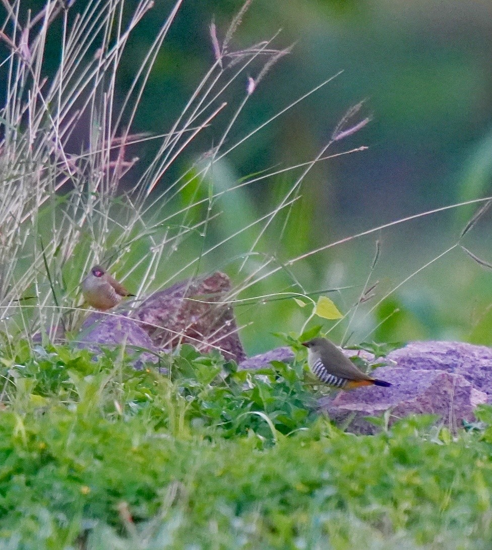Green Avadavat - ML636220546
