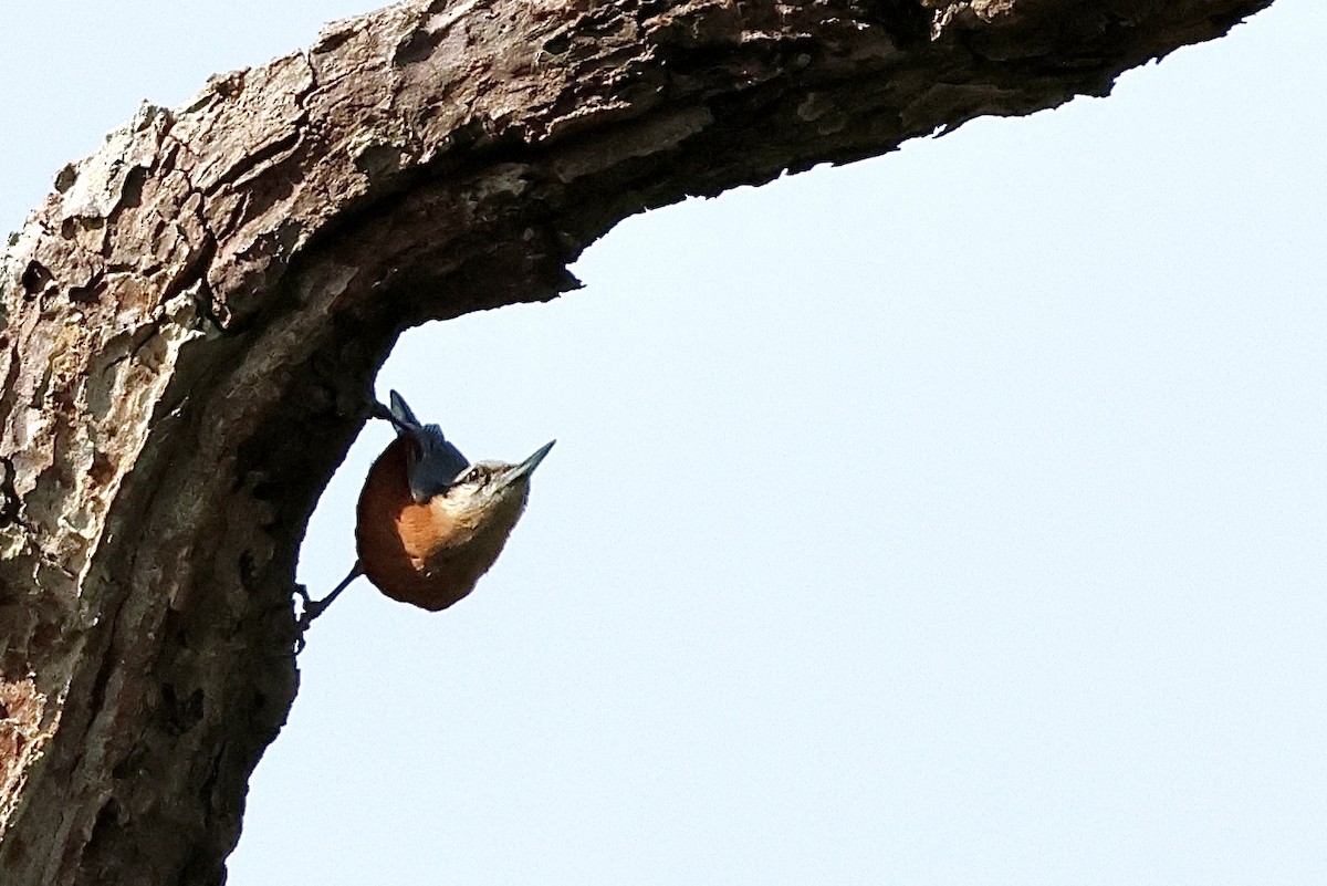 Burmese Nuthatch - ML636220659
