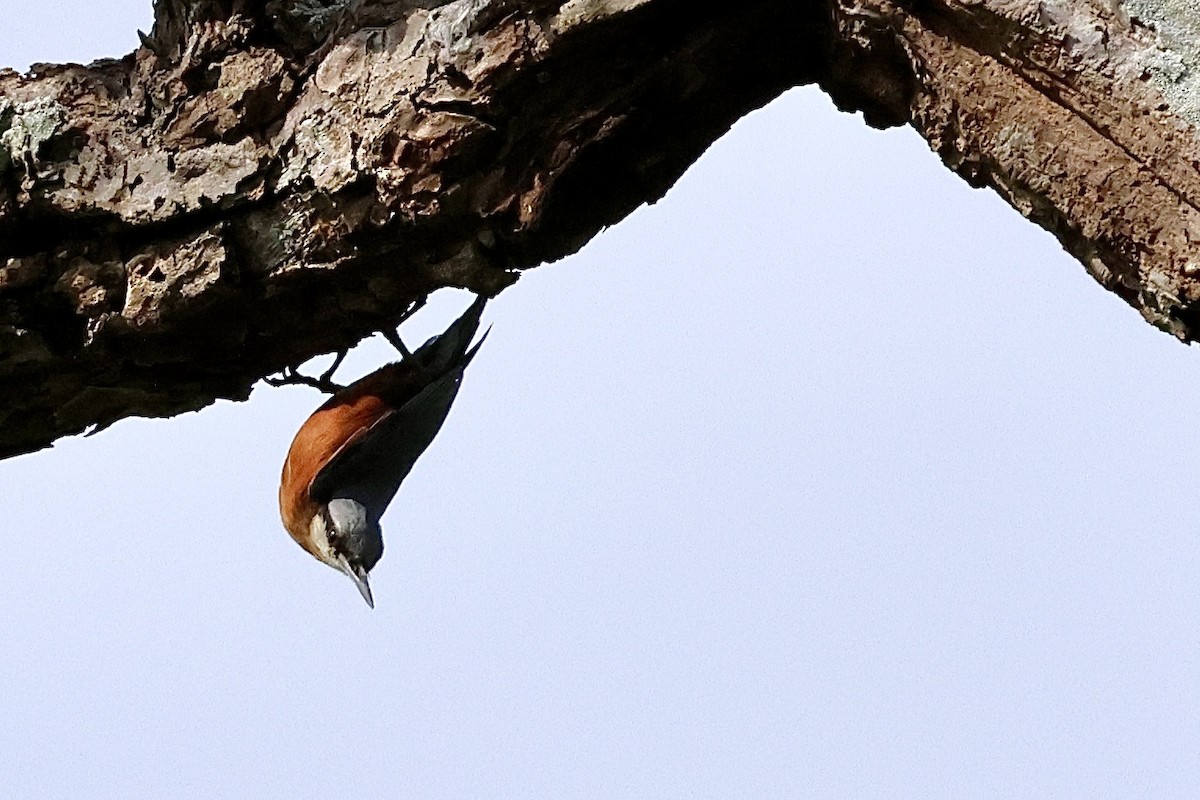 Burmese Nuthatch - ML636220660