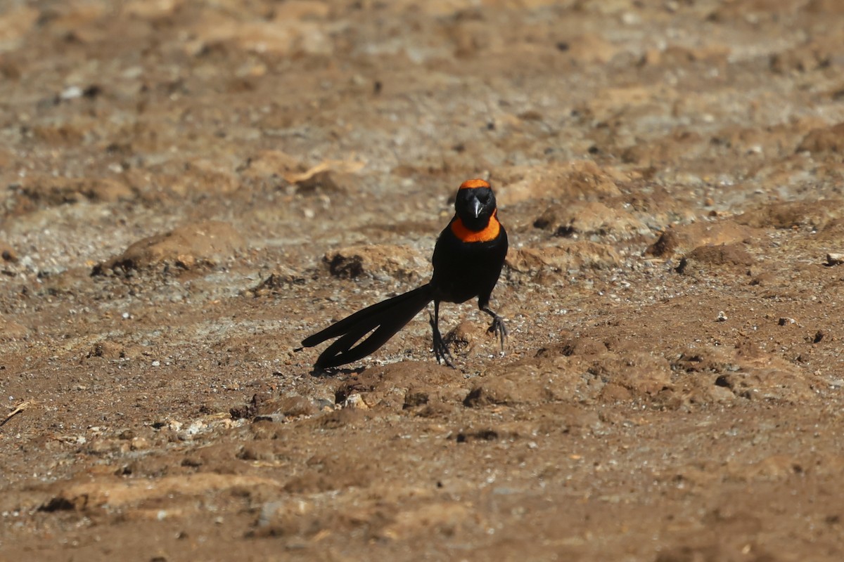 Red-cowled Widowbird - ML636220719