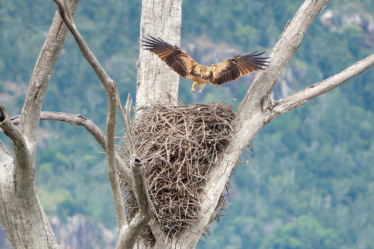 Whistling Kite - ML636220735