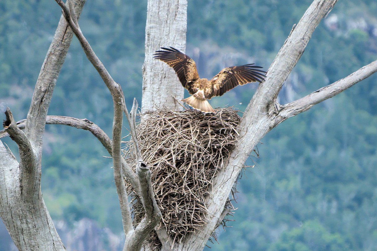 Whistling Kite - ML636220736