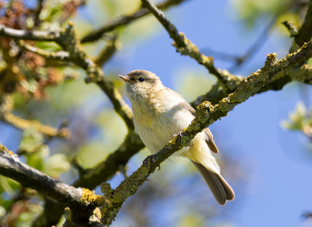 Урианхайн дууч шувуу - ML636220793