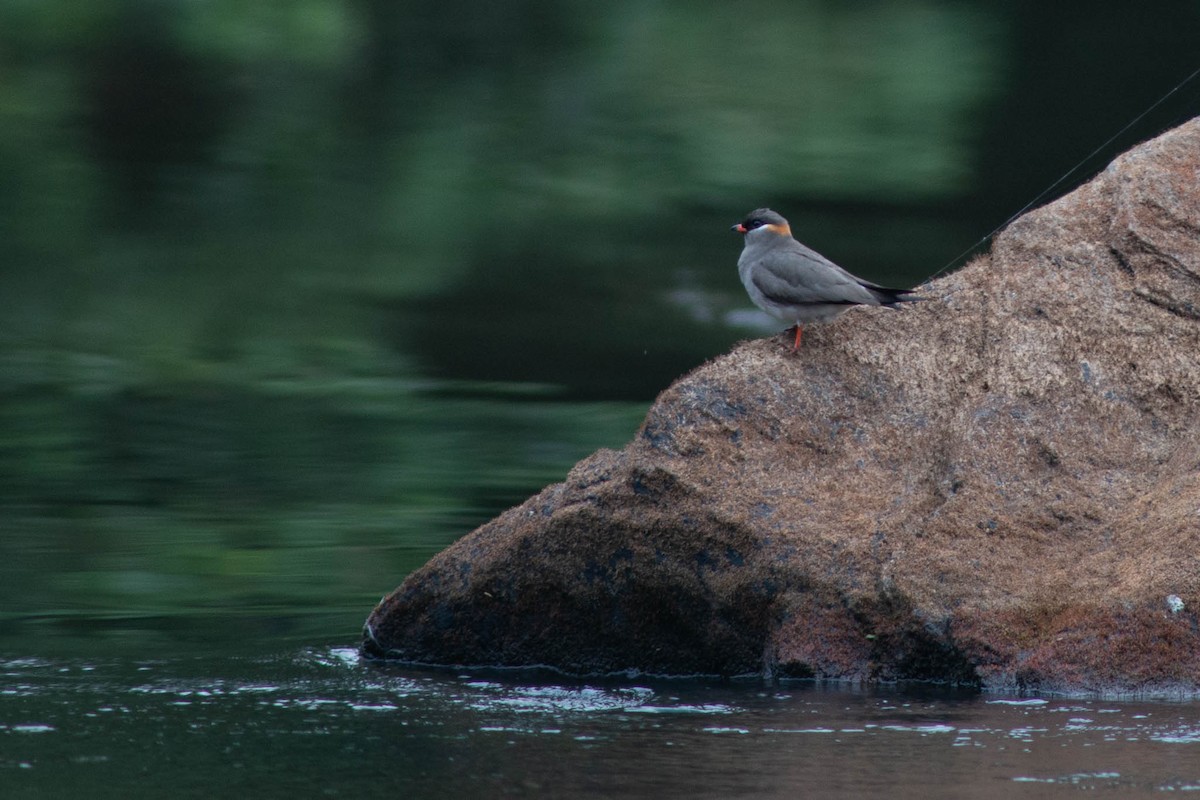 Rock Pratincole (Rufous-naped) - ML636220798
