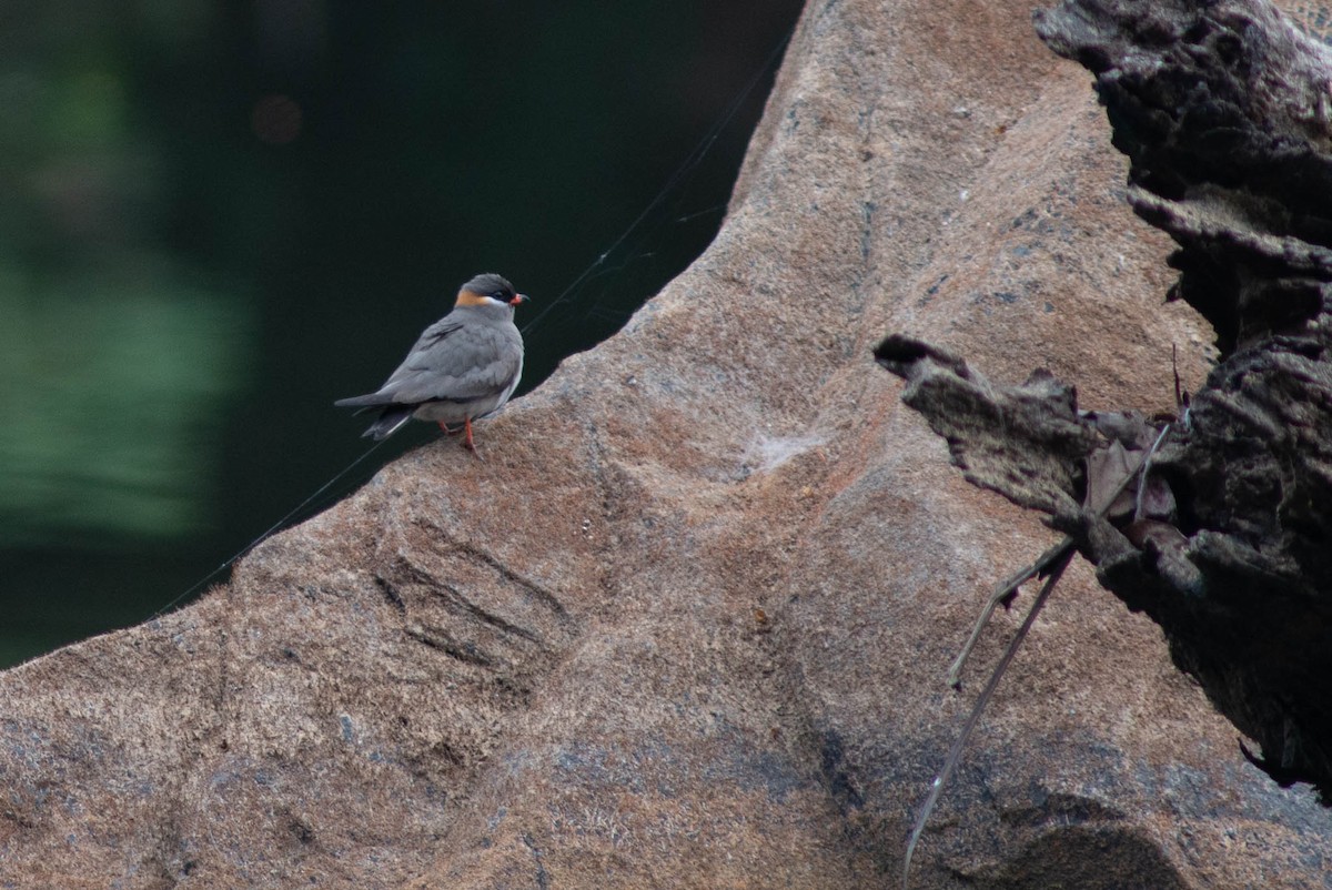Rock Pratincole (Rufous-naped) - ML636220799