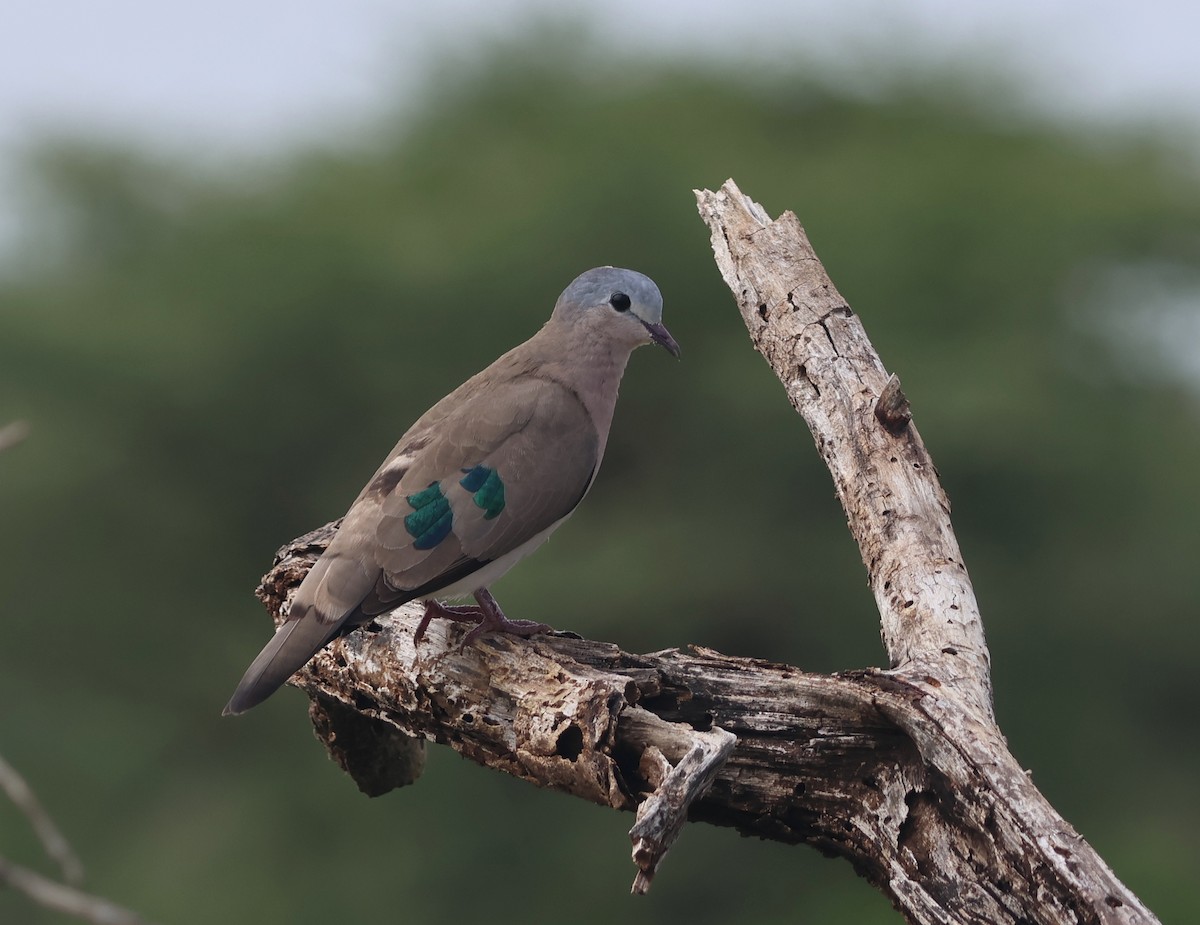 Emerald-spotted Wood-Dove - ML636220830