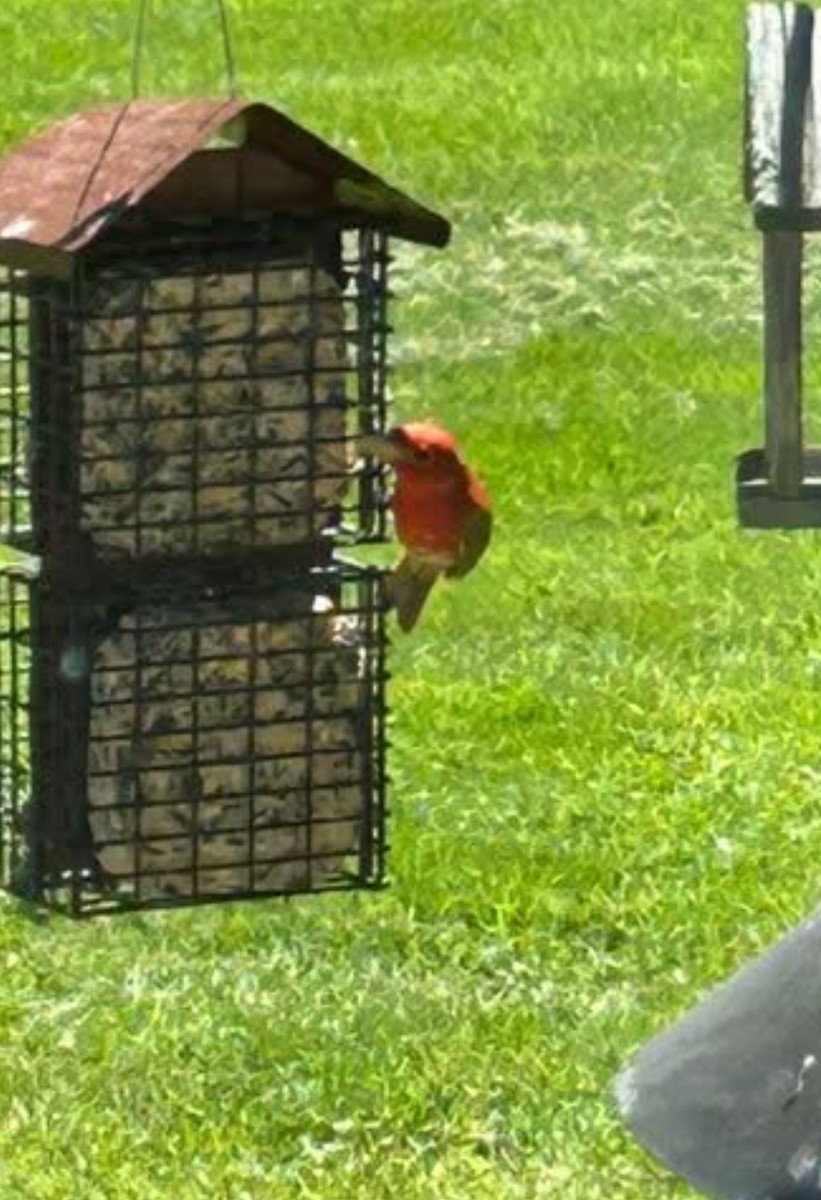 Summer Tanager - ML636220841