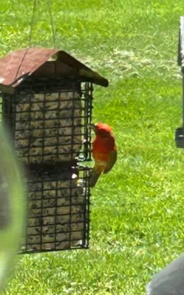 Summer Tanager - ML636220842