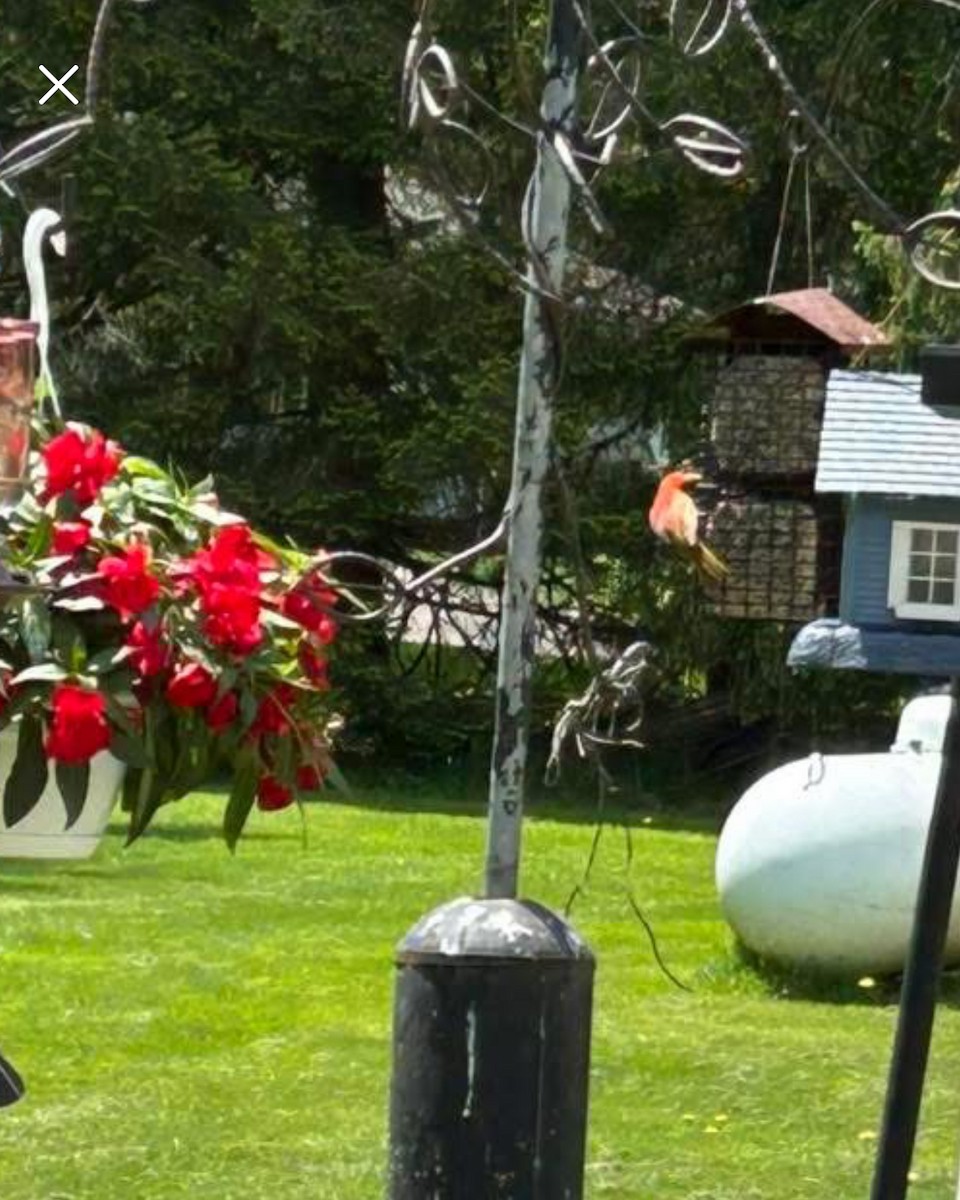 Summer Tanager - ML636220843