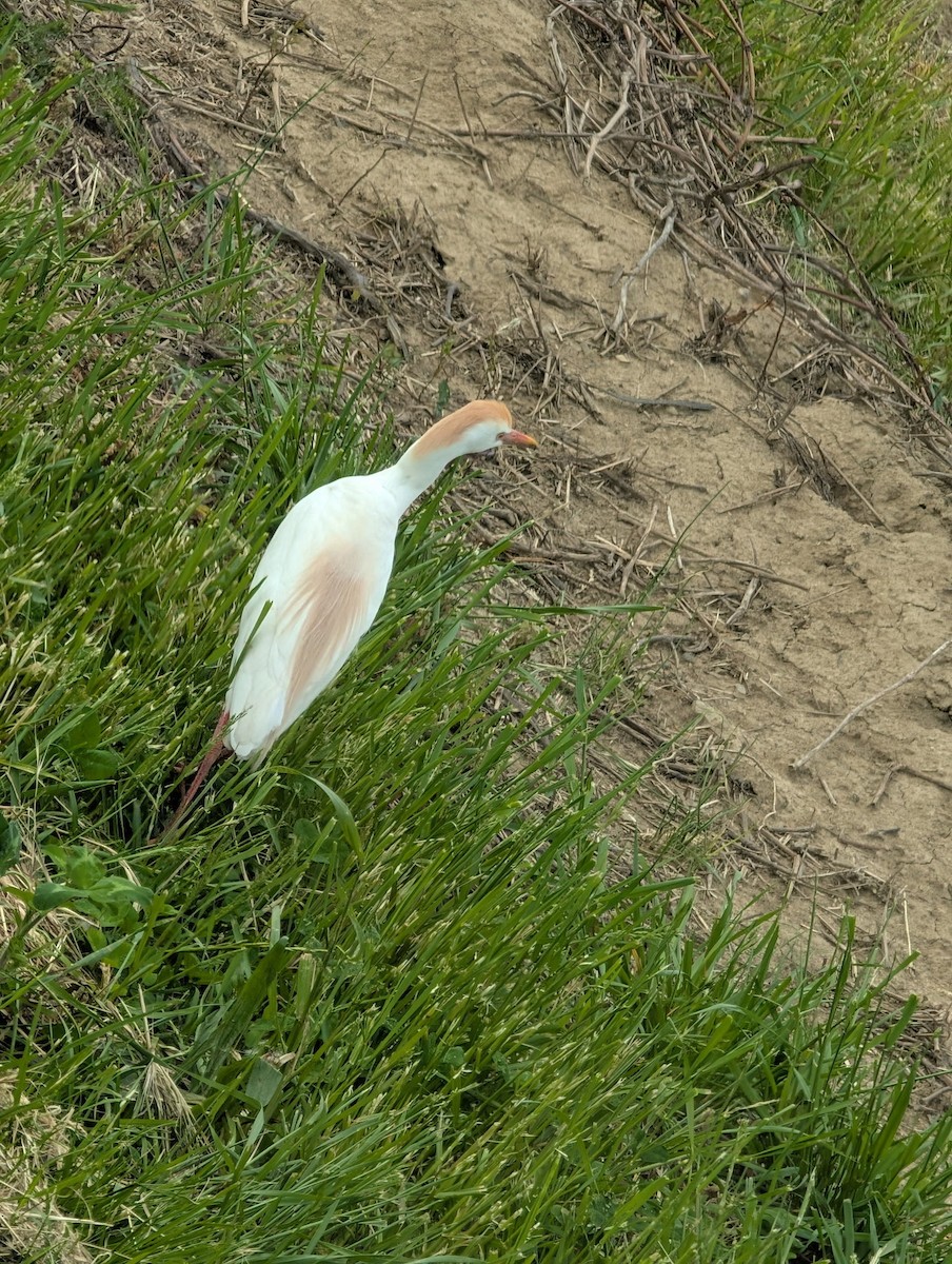 Western Cattle-Egret - ML636220854