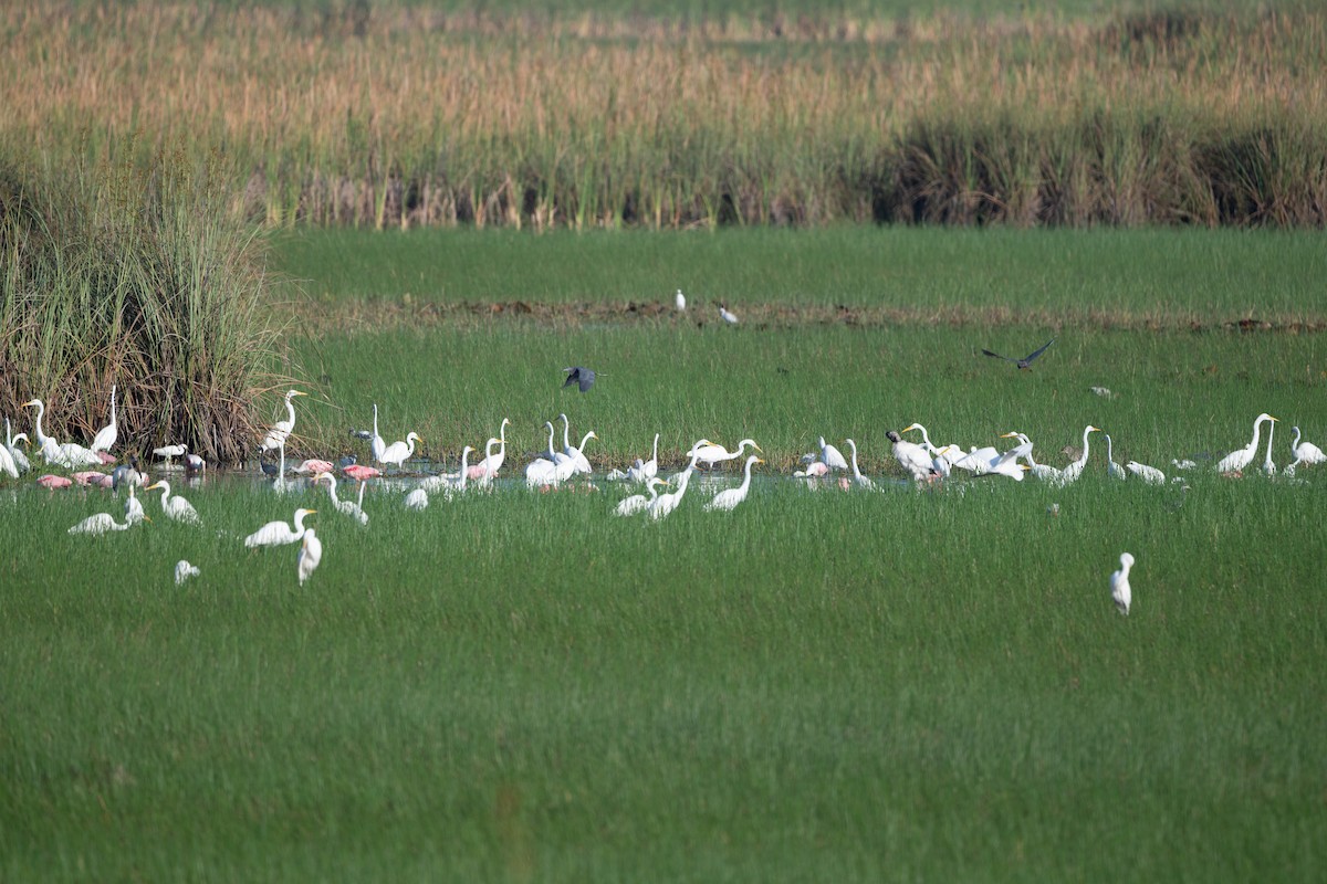 Roseate Spoonbill - ML636220889