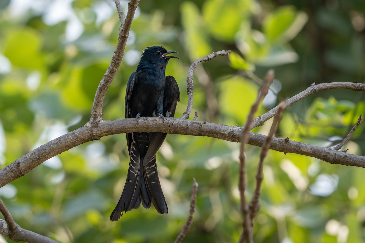 Fork-tailed Drongo-Cuckoo - ML636220928