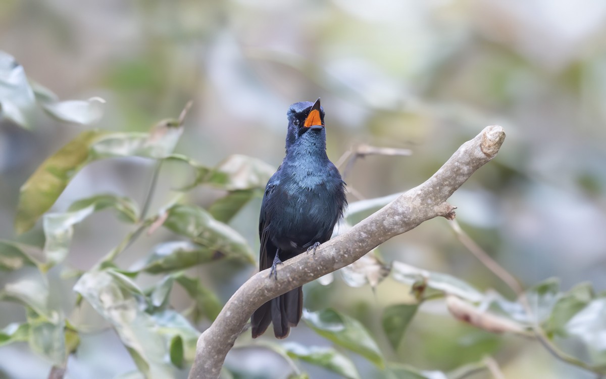 Shining Flycatcher - ML636221003