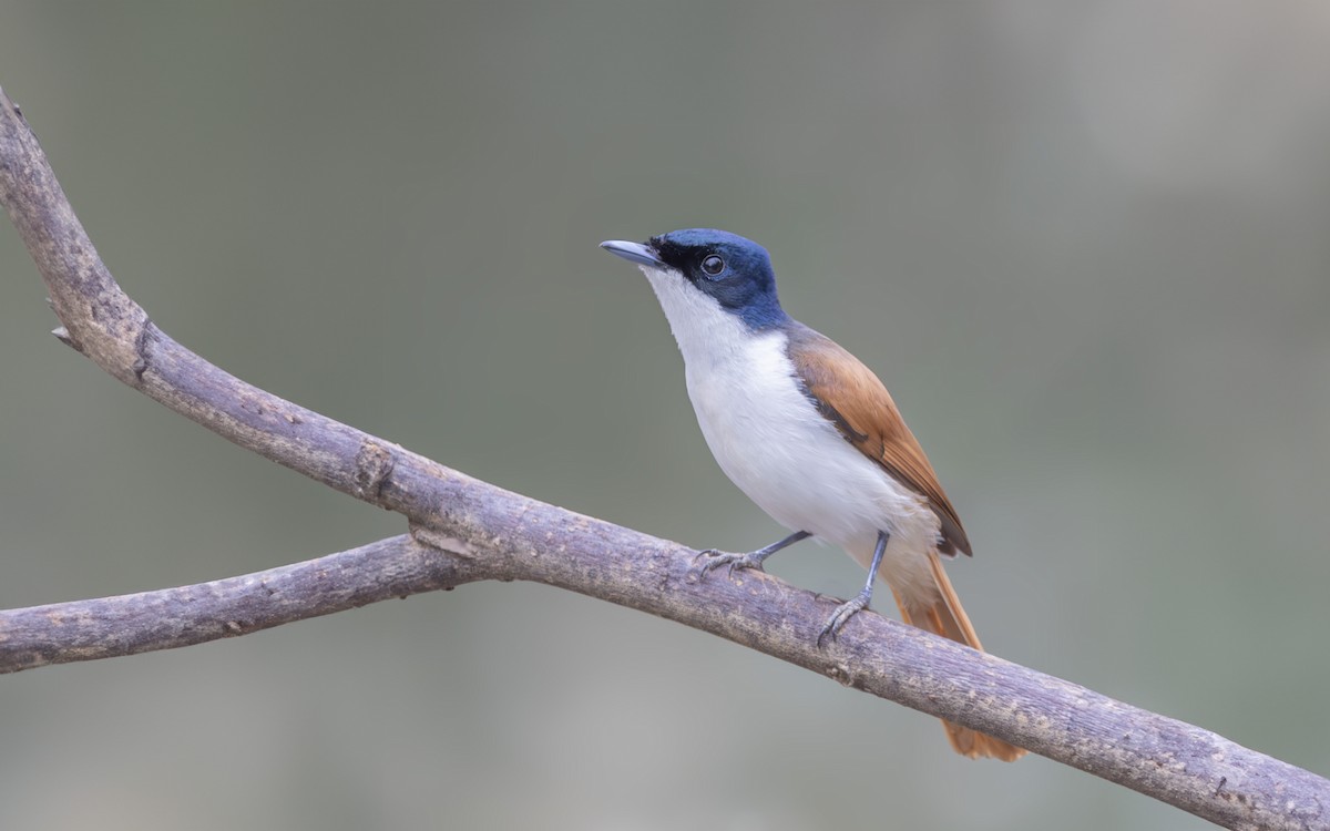 Shining Flycatcher - ML636221004
