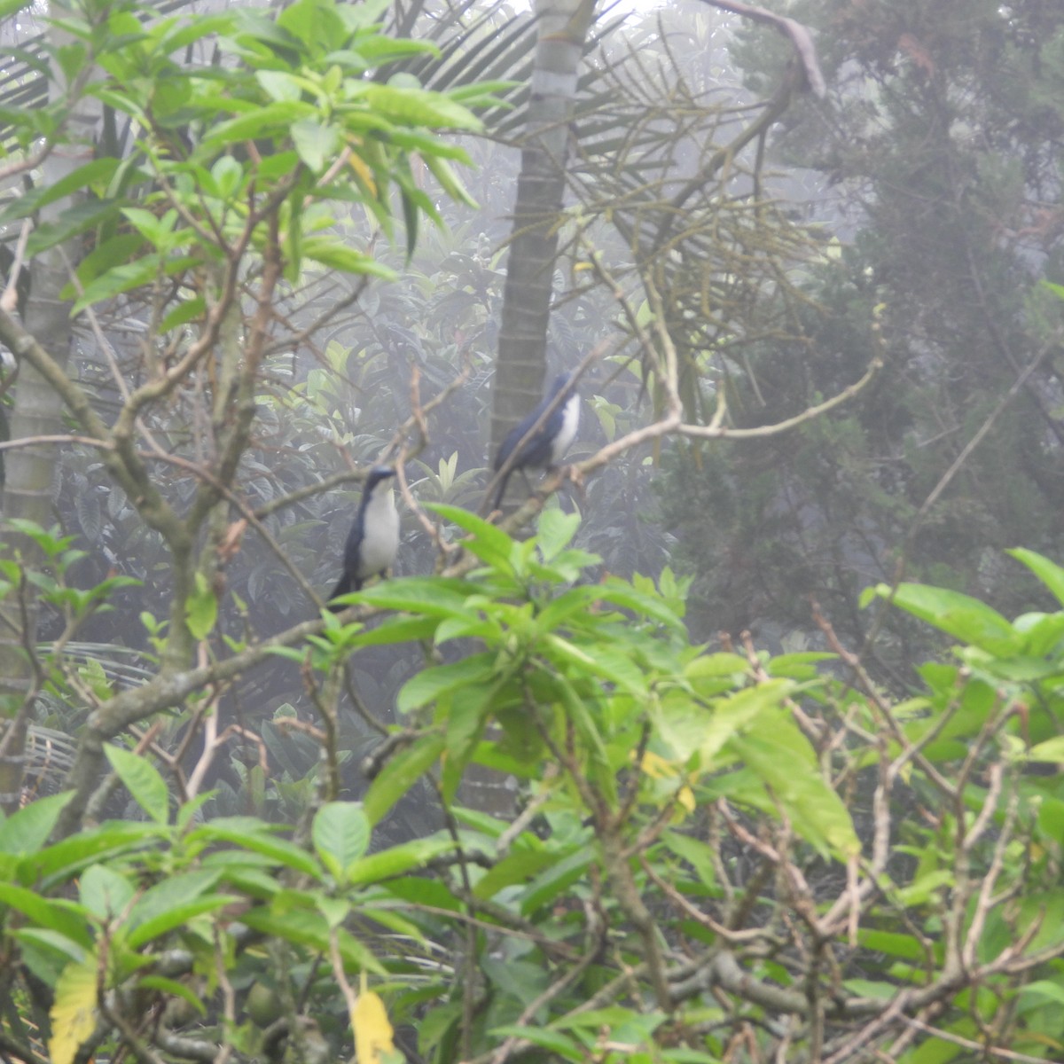 Blue-and-white Mockingbird - ML636221025