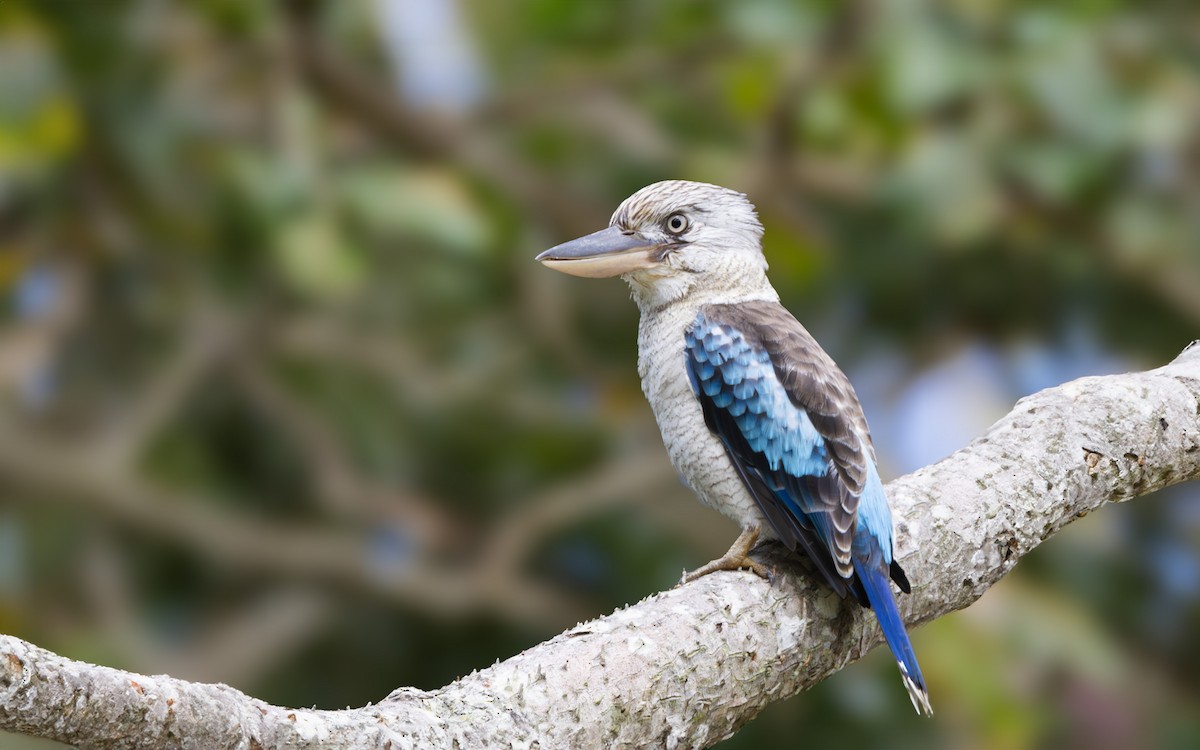Blue-winged Kookaburra - ML636221048