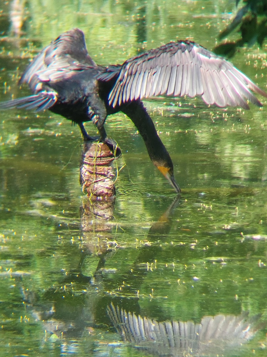 Great Cormorant - ML636221054
