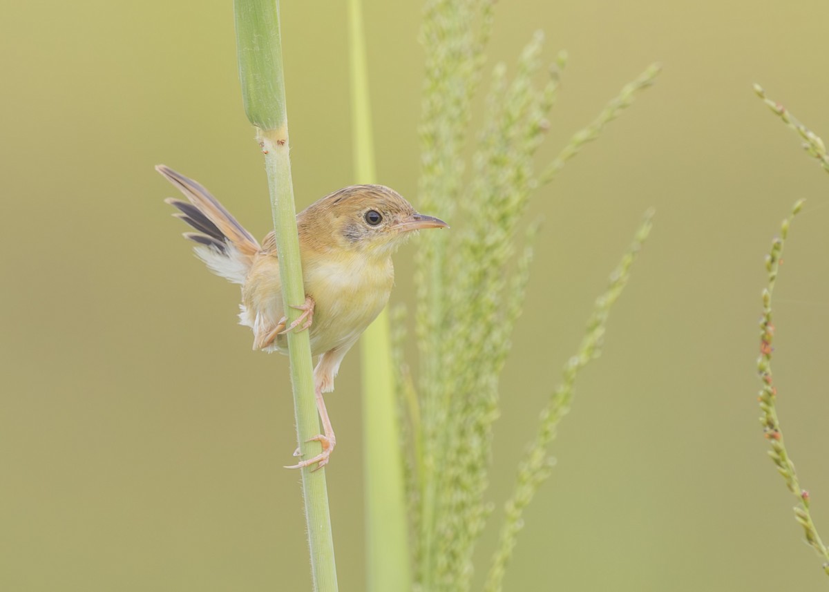 Golden-headed Cisticola - ML636221078