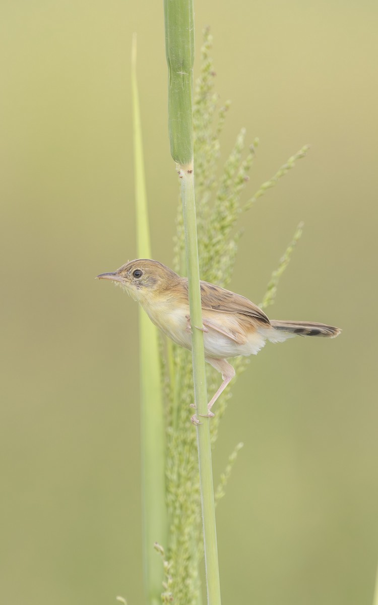 Golden-headed Cisticola - ML636221079