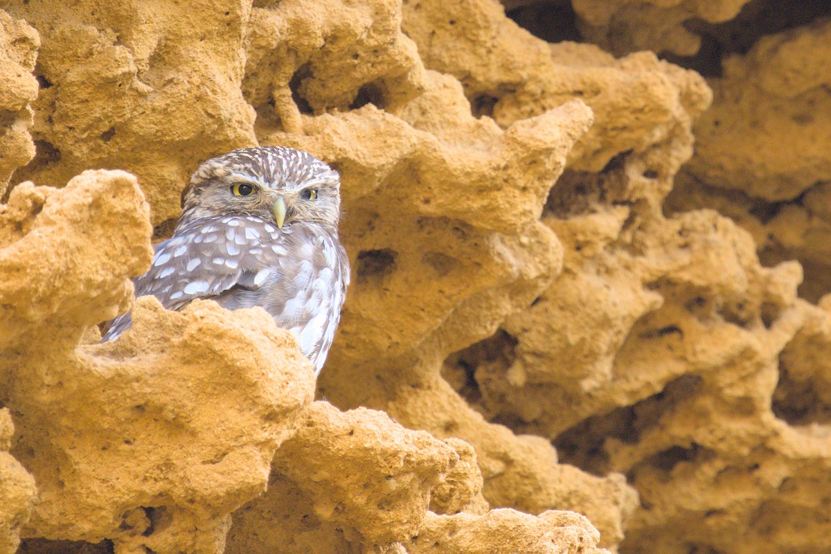 Little Owl - ML636221198