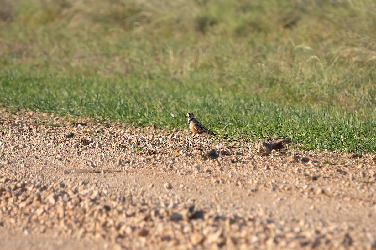 Inland Dotterel - ML636221219