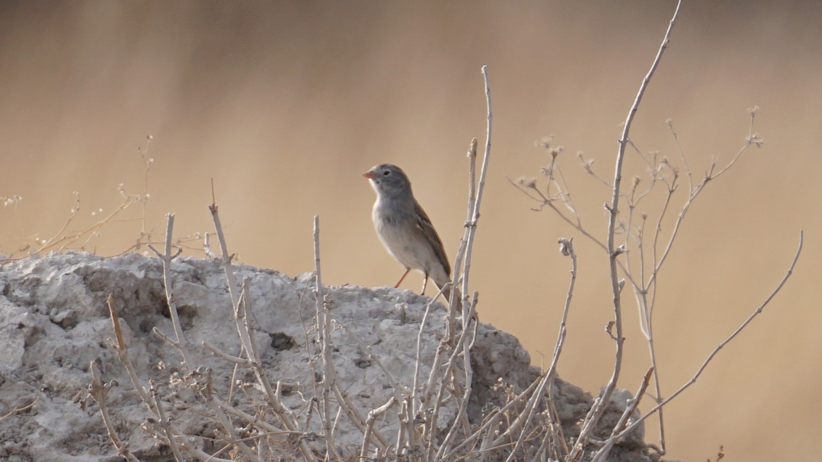 Worthen's Sparrow - ML636221251