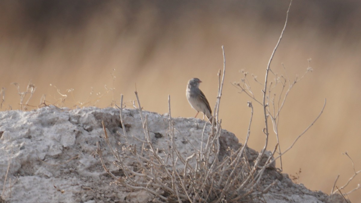 Worthen's Sparrow - ML636221252