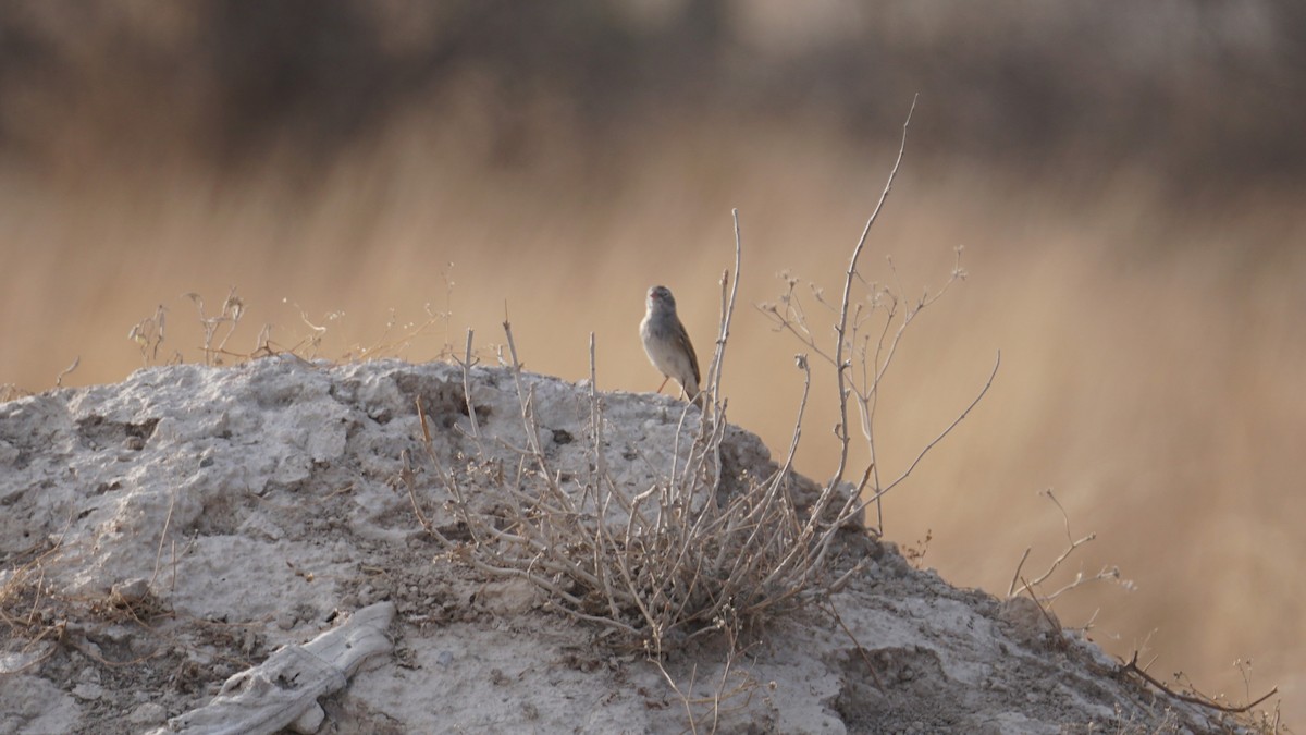 Worthen's Sparrow - ML636221253