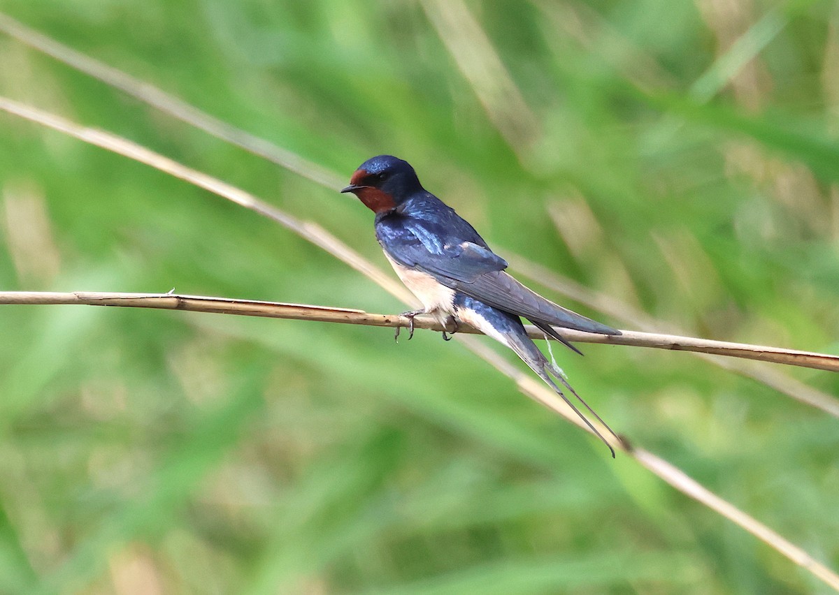 Barn Swallow - ML636221359