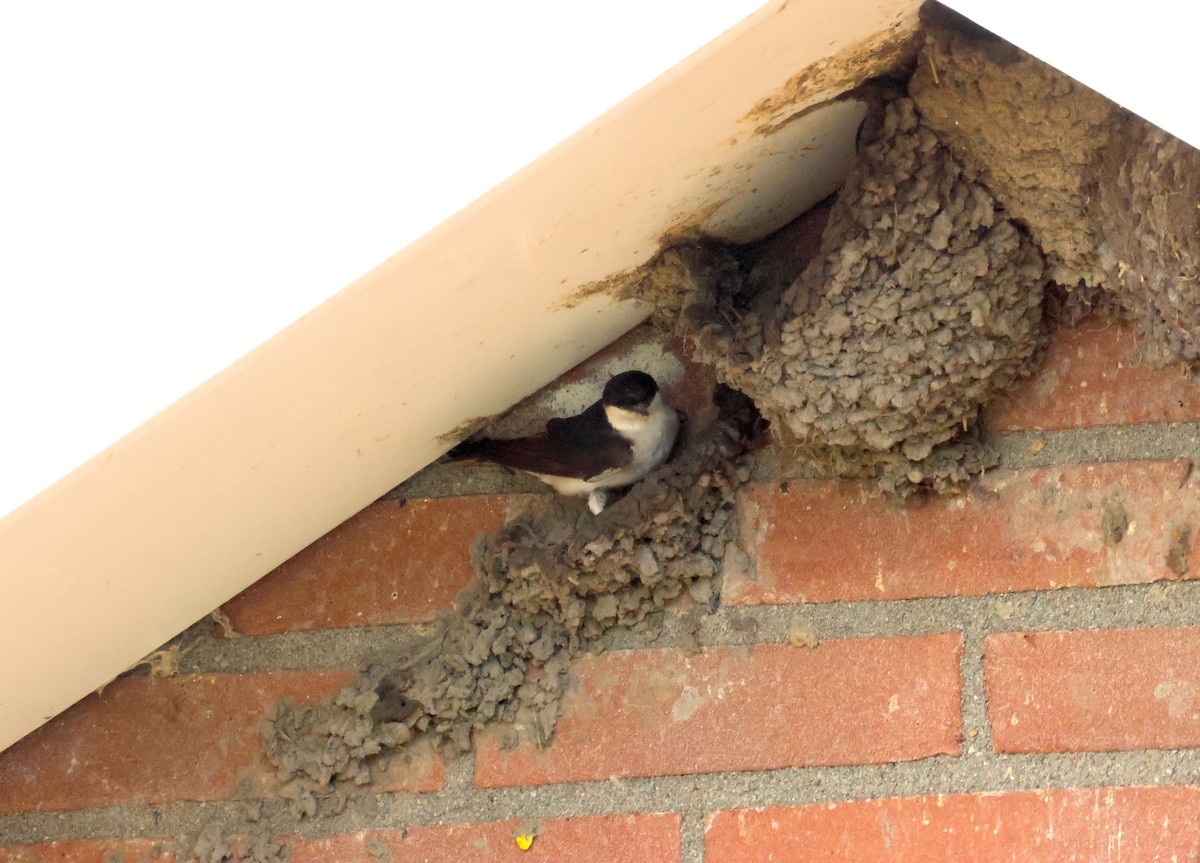 Western House-Martin - ML636221423