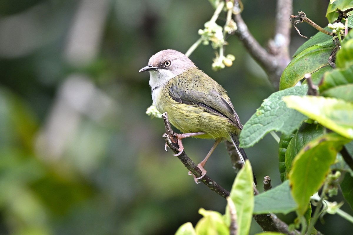 Bar-throated Apalis - ML636221460