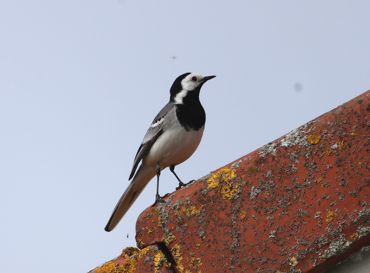 White Wagtail - ML636221470