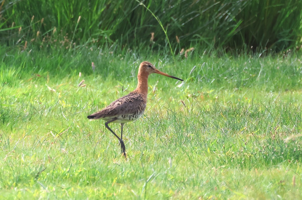 Black-tailed Godwit - ML636221553