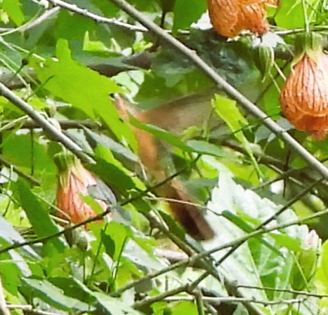 Rufous Sabrewing - ML636221555