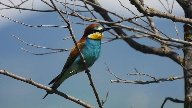 European Bee-eater - ML636221563