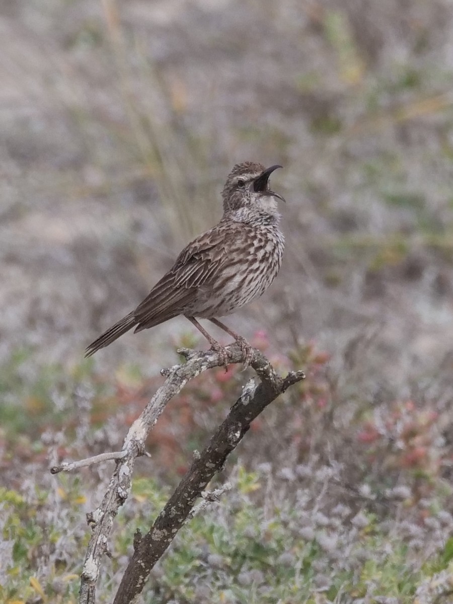 Cape Long-billed Lark (Cape) - ML636221569