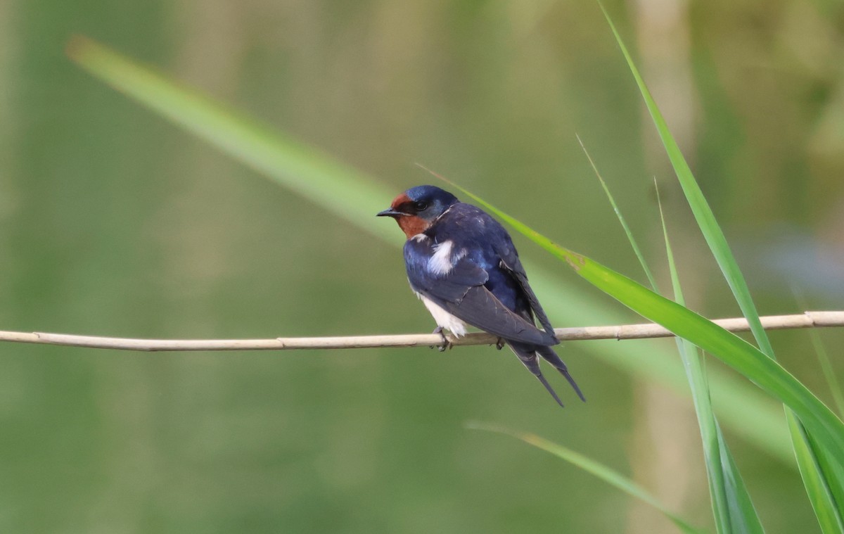 Barn Swallow - ML636221590
