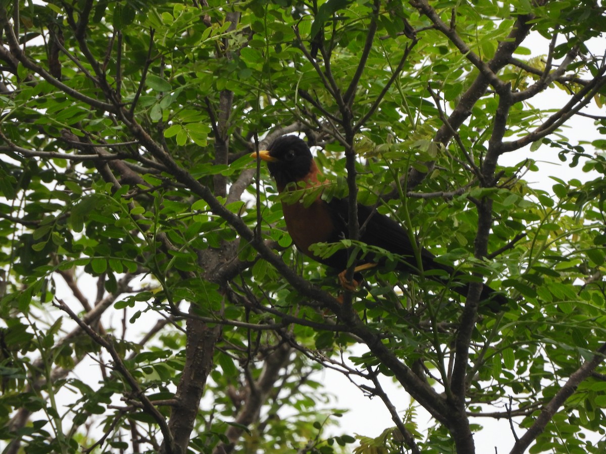 Rufous-collared Robin - ML636221607