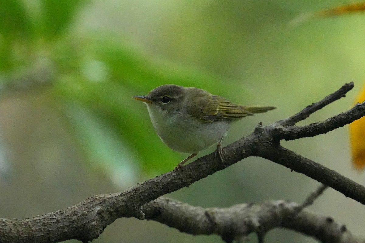 Ijima's Leaf Warbler - ML636221610