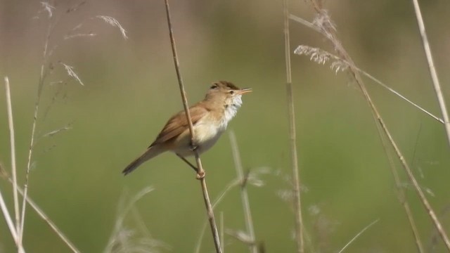 Common Reed Warbler - ML636221677