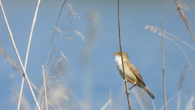 Common Reed Warbler - ML636221678