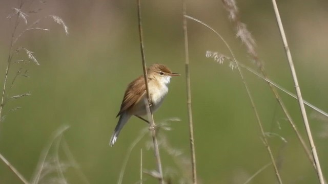 Common Reed Warbler - ML636221683