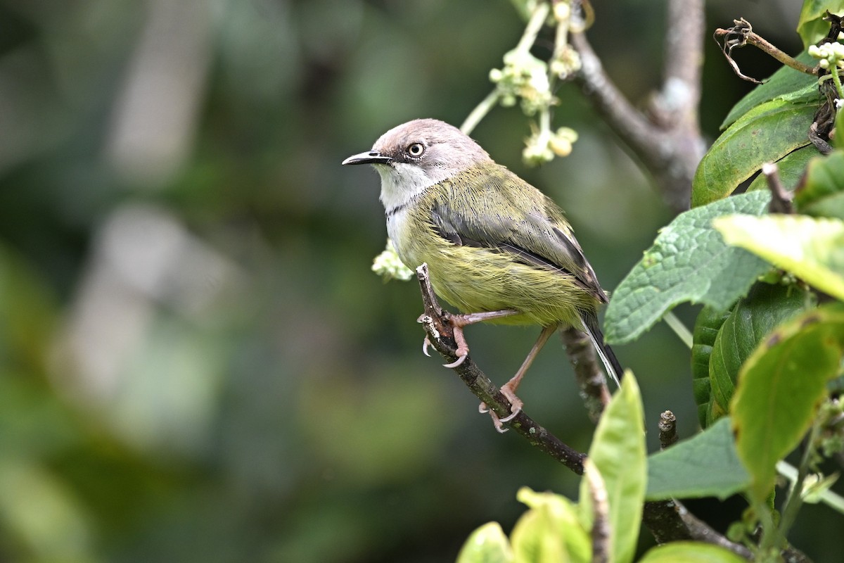 Bar-throated Apalis - ML636221690