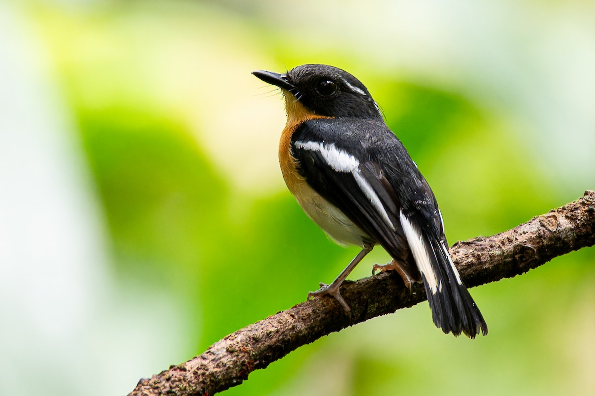 Rufous-chested Flycatcher - ML636221696