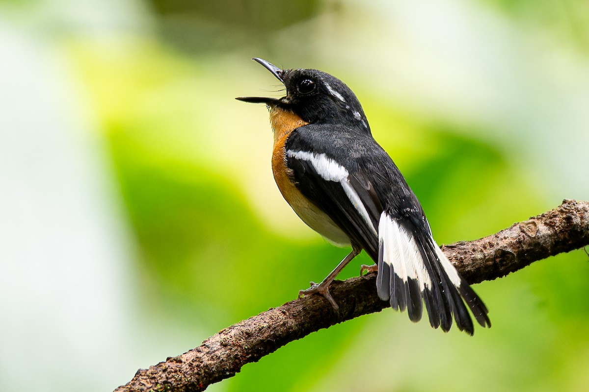 Rufous-chested Flycatcher - ML636221697