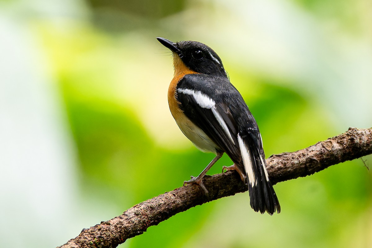 Rufous-chested Flycatcher - ML636221698